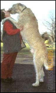 Самые большие собаки