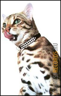 Самая дорогостоящая кошка
